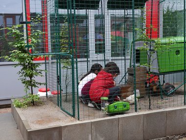 Seidenhühner an der Grundschule Schelmengraben